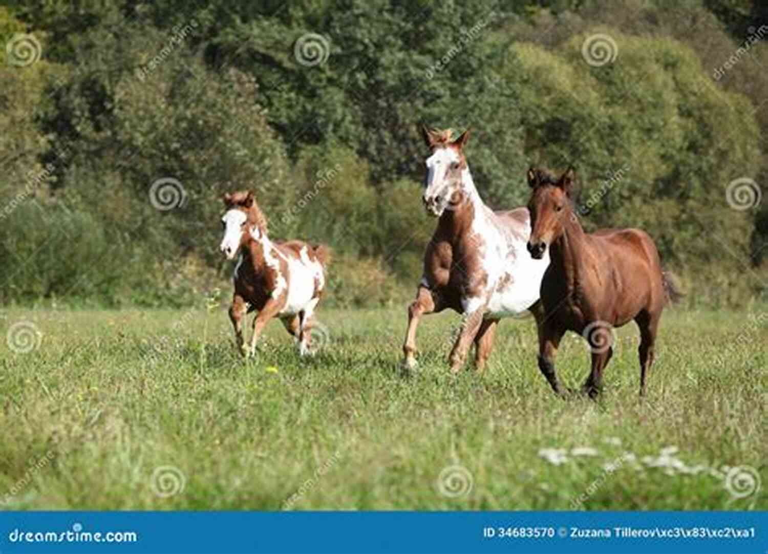 A Group Of Horses Running Freely In The Fields Of Ballyloch Stables Never Trust A Dealer: A Ballyloch Story (Tails From The Stables)