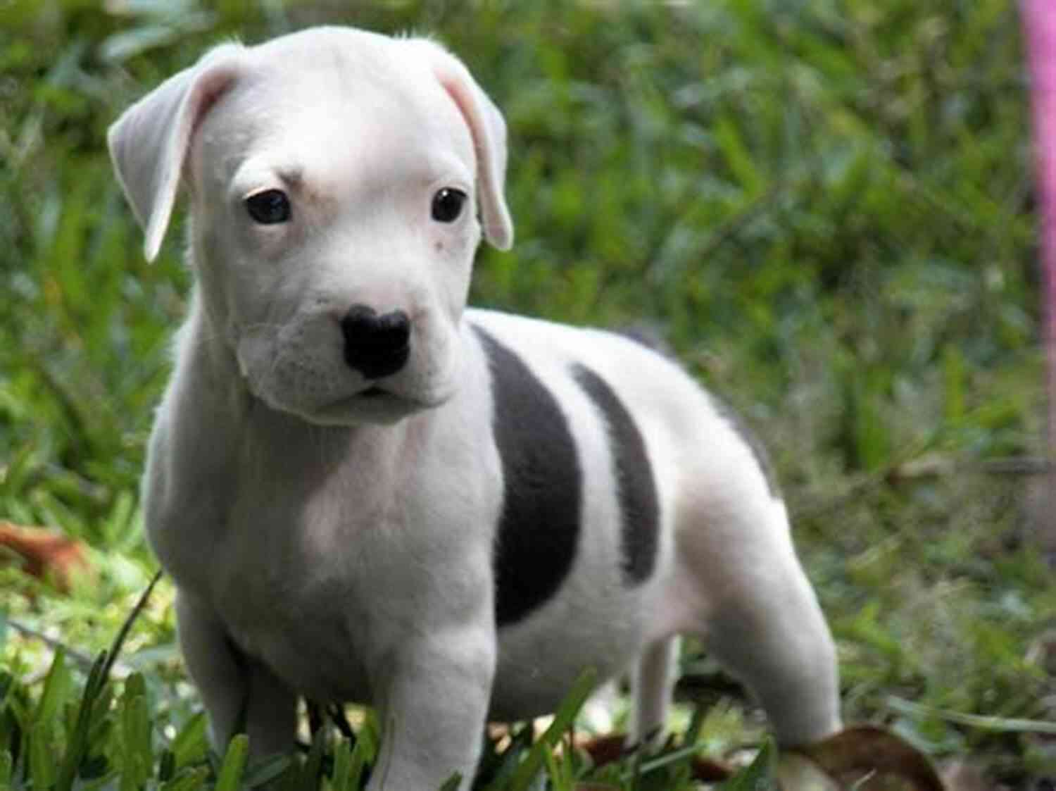 American Pit Bull Terrier American Pit Bull Terrier Breed: Pit Bull Terriers Of The American Breed Class