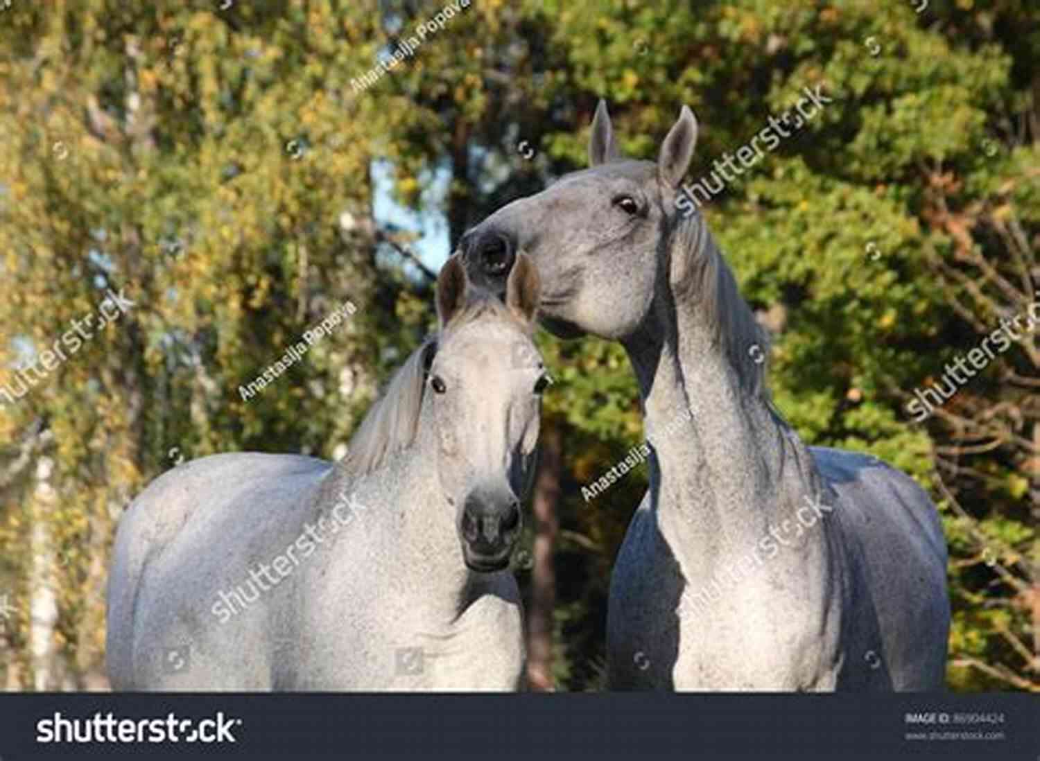 Bella And Spirit, Two Horses Nuzzling Each Other Lovingly In The Stables Of Ballyloch Never Trust A Dealer: A Ballyloch Story (Tails From The Stables)