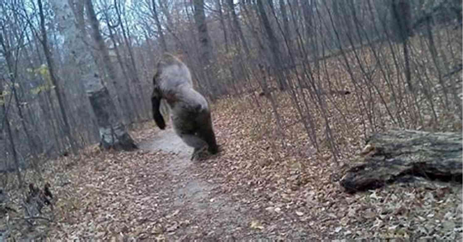 Bigfoot Lurking In The Woods BIGFOOT POEMS: A Cryptid Collection