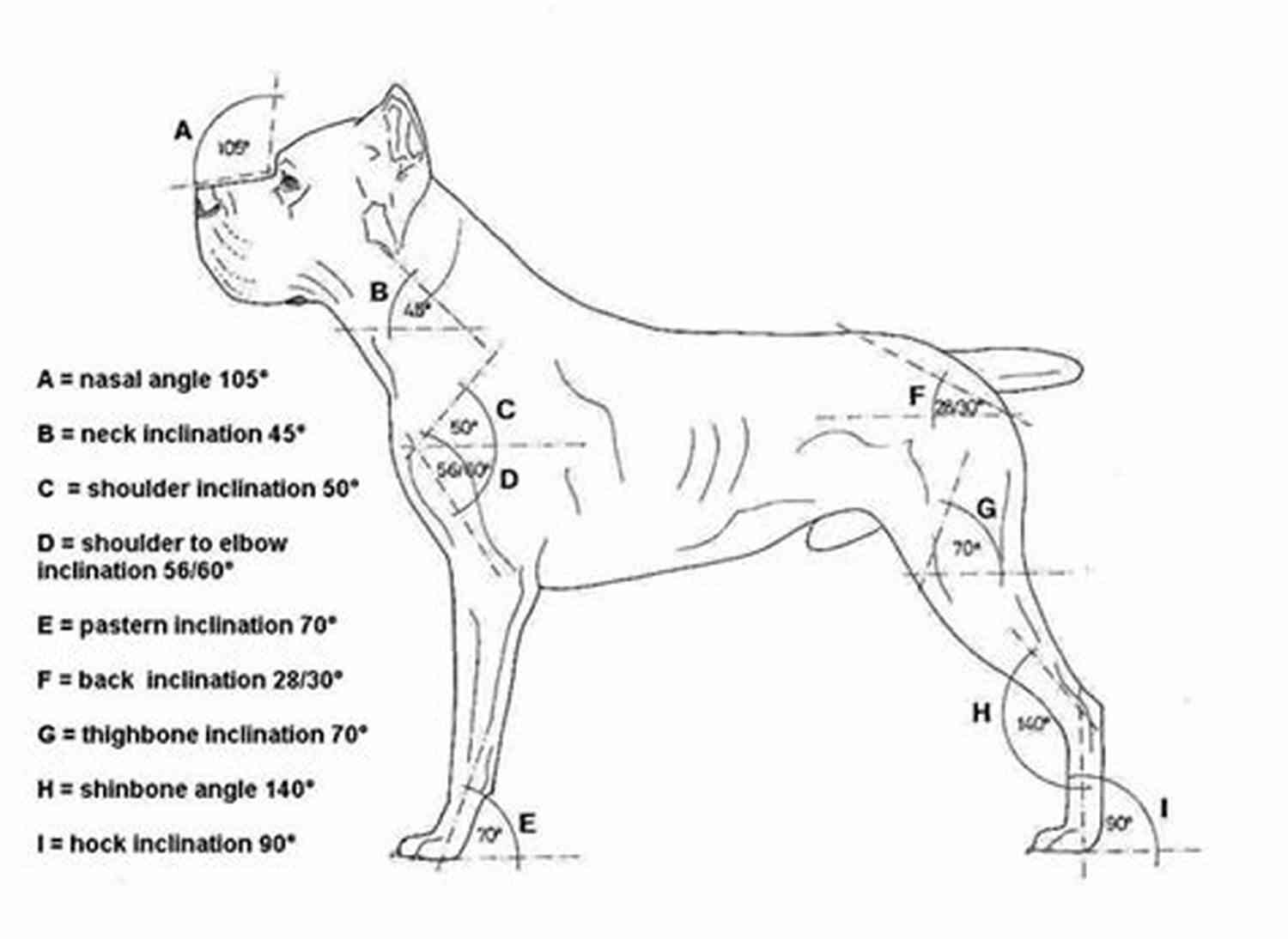 Cane Corso Body Structure Cane Corso Dog Handbook : The Best Guide On Cane Corso Dog Care Feeding Behavior Enclosures Health Costs Myths Interaction And All Covered
