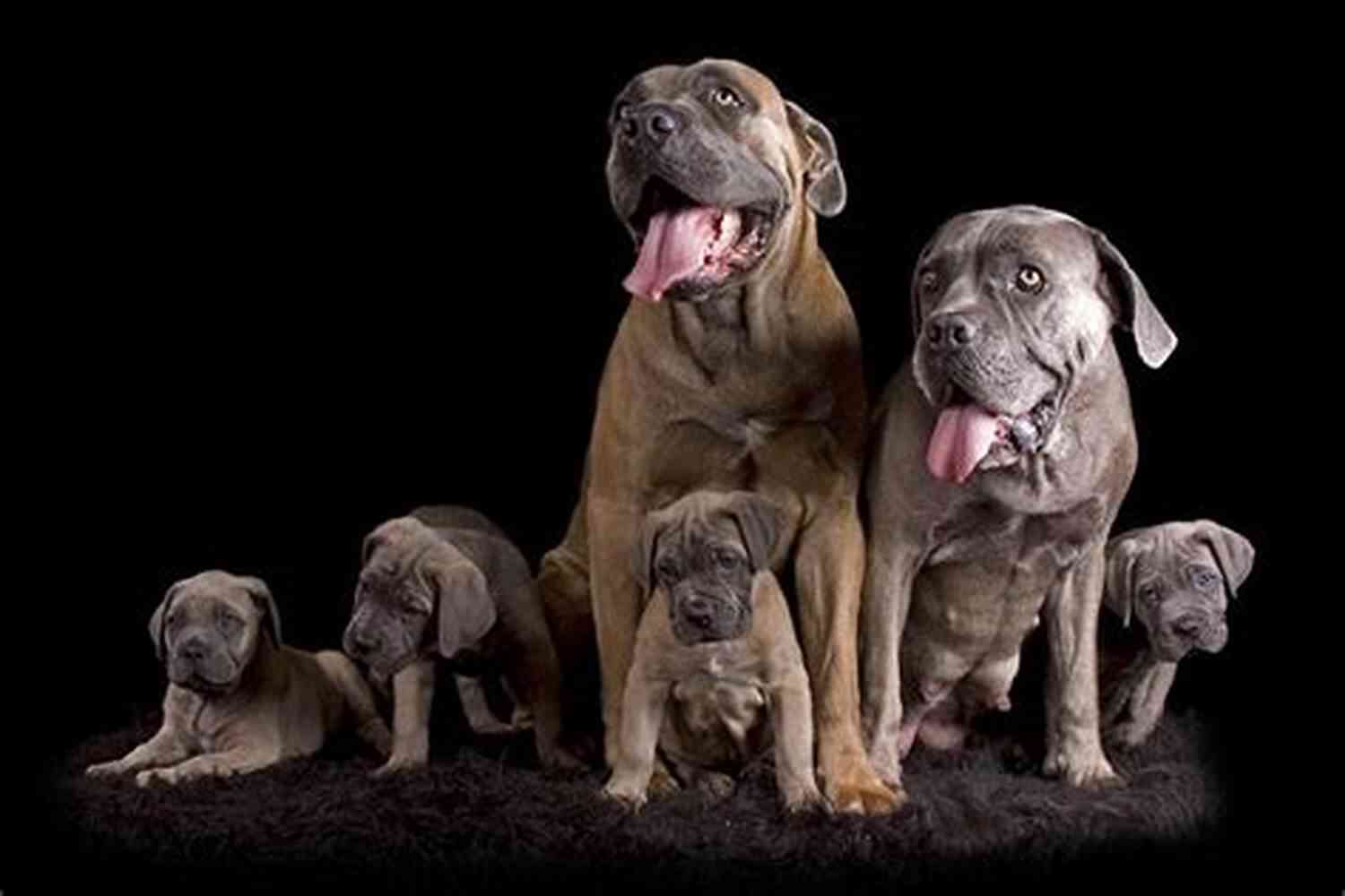 Cane Corso With A Family Cane Corso Dog Handbook : The Best Guide On Cane Corso Dog Care Feeding Behavior Enclosures Health Costs Myths Interaction And All Covered