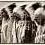 Cree Nations