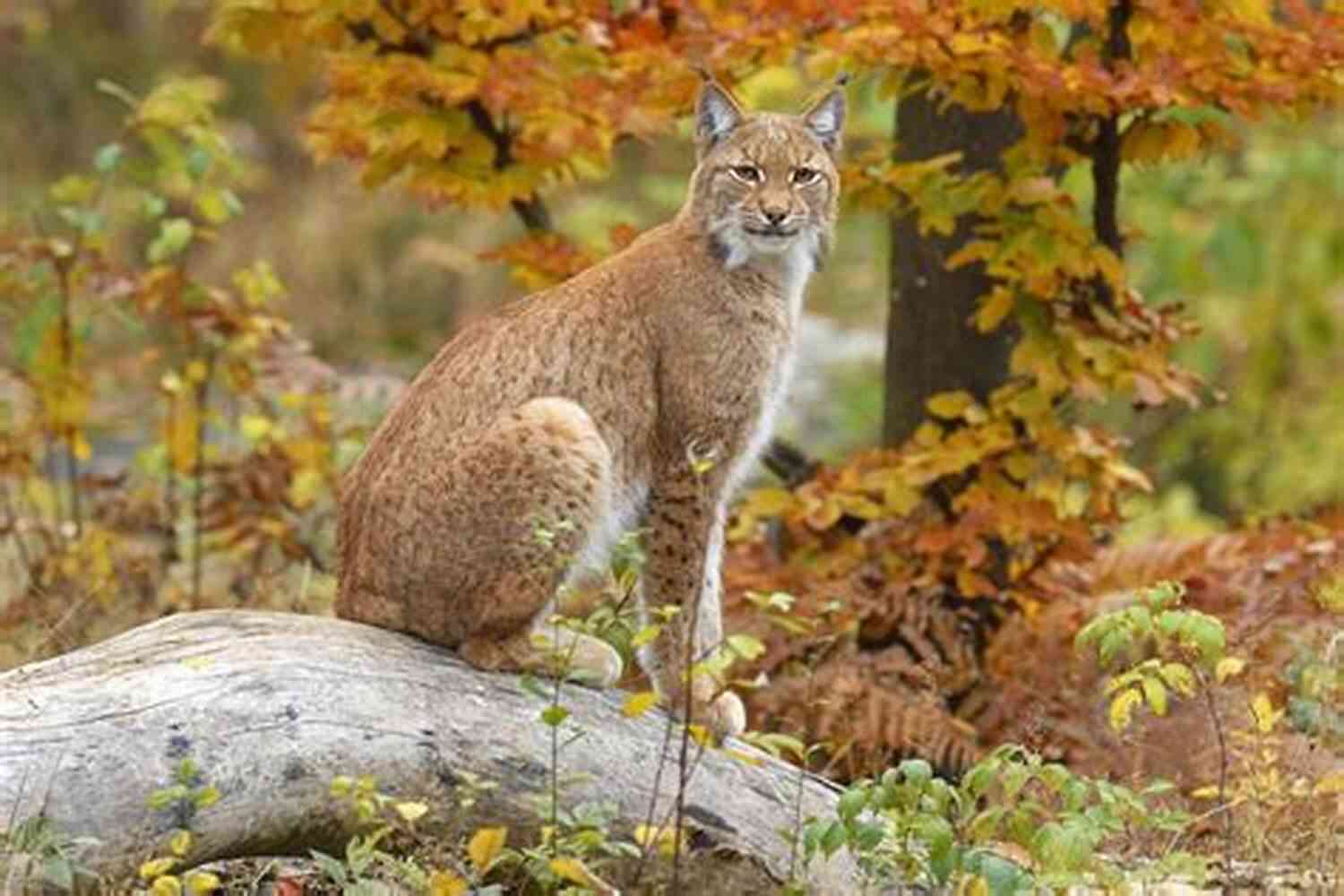Gulf Lynx A Majestic Creature Roaming The Gulf Landscape Gulf Lynx (The Lynx 5)