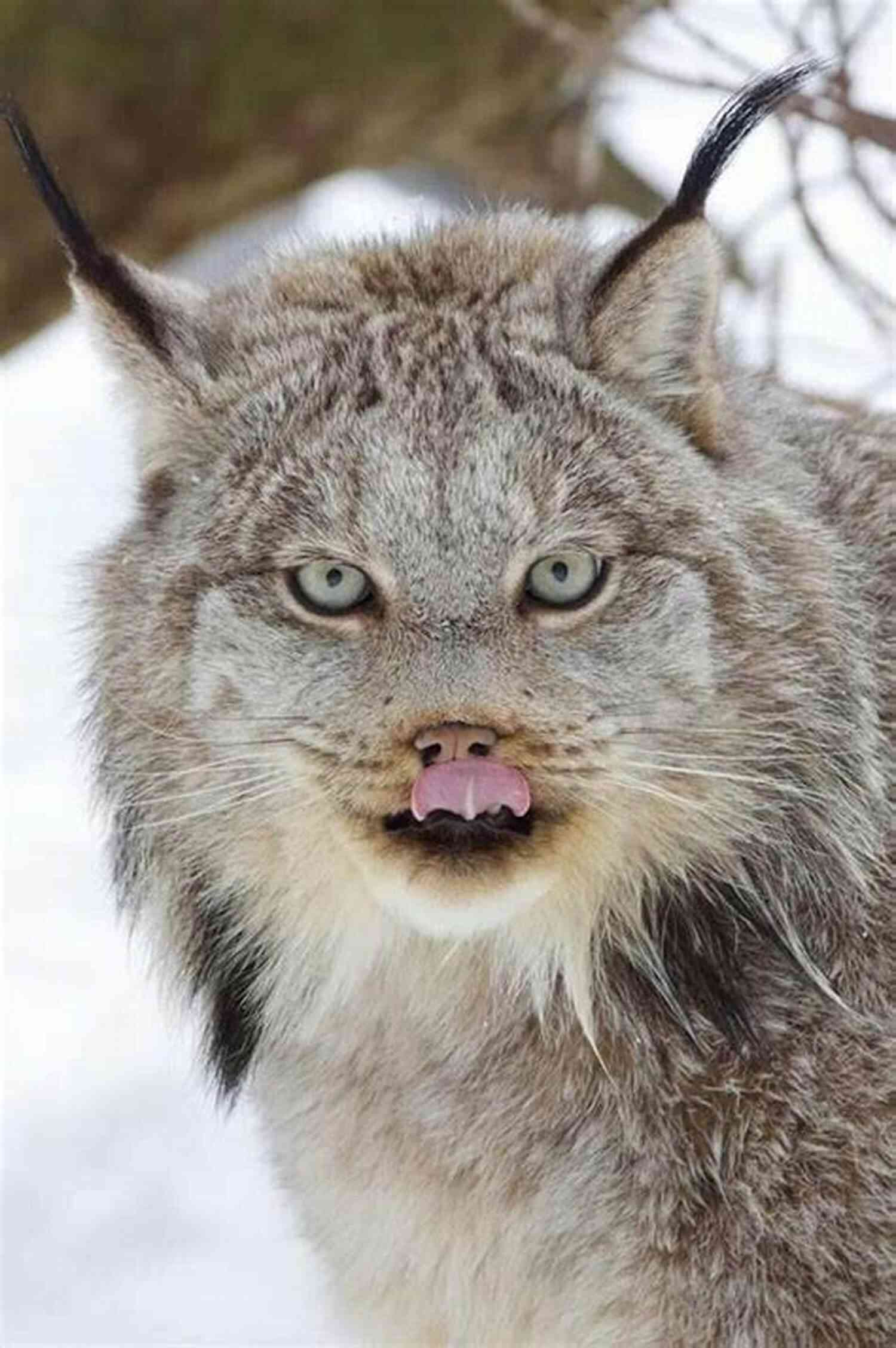 Gulf Lynx Ear Tufts A Distinctive Feature Of The Lynx Gulf Lynx (The Lynx 5)