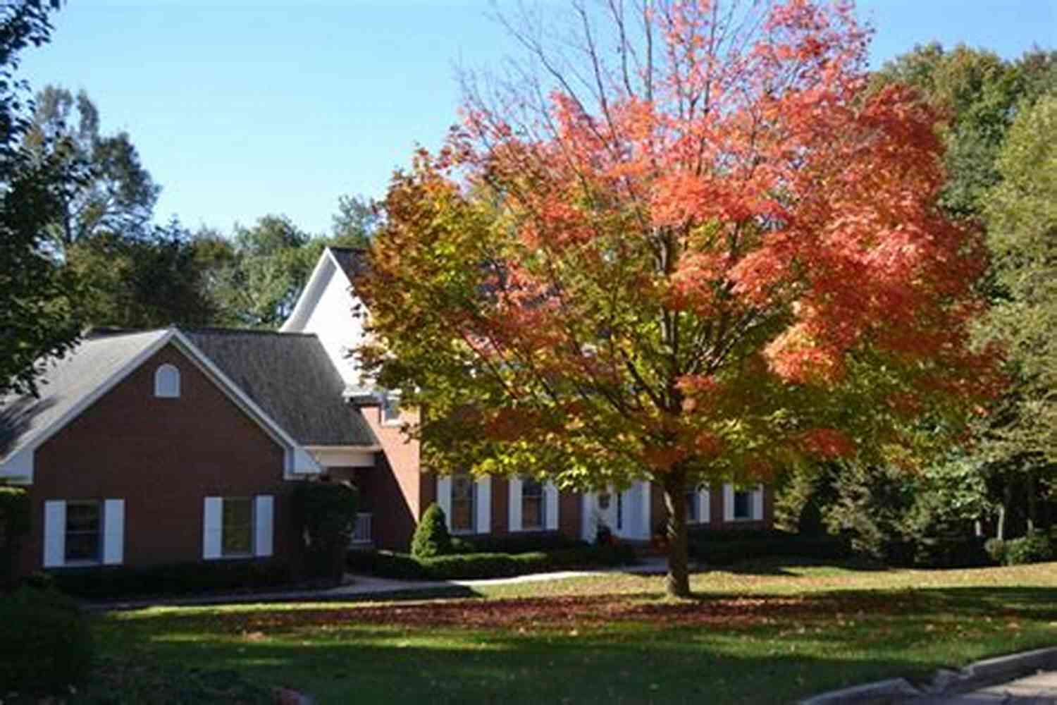 Image Description: A Red Maple Tree Shedding Leaves Dear October: Poems Mary Morris