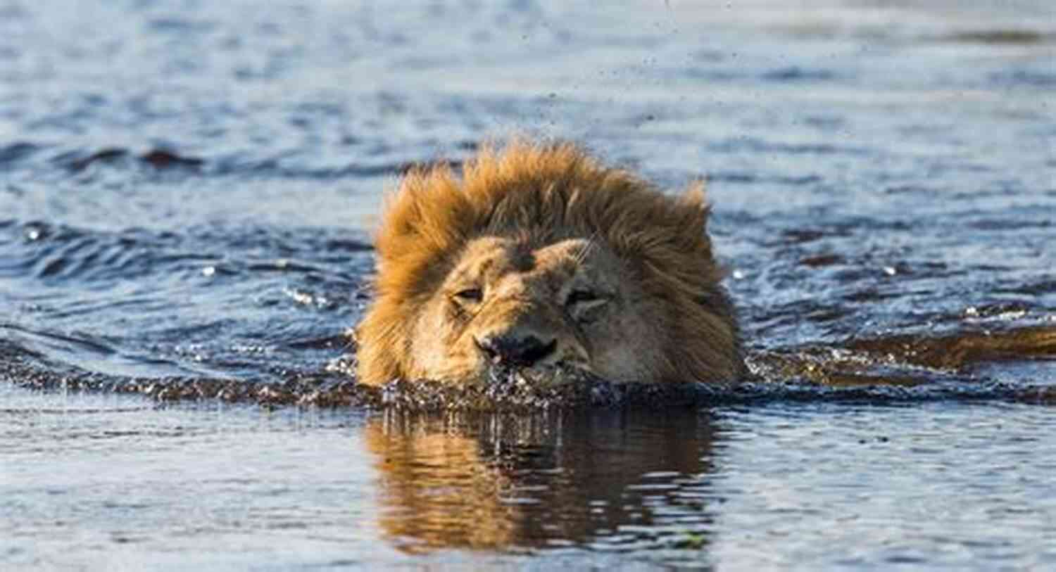 Lion Swimming In Water Lions In The Water Jack J Wyatt