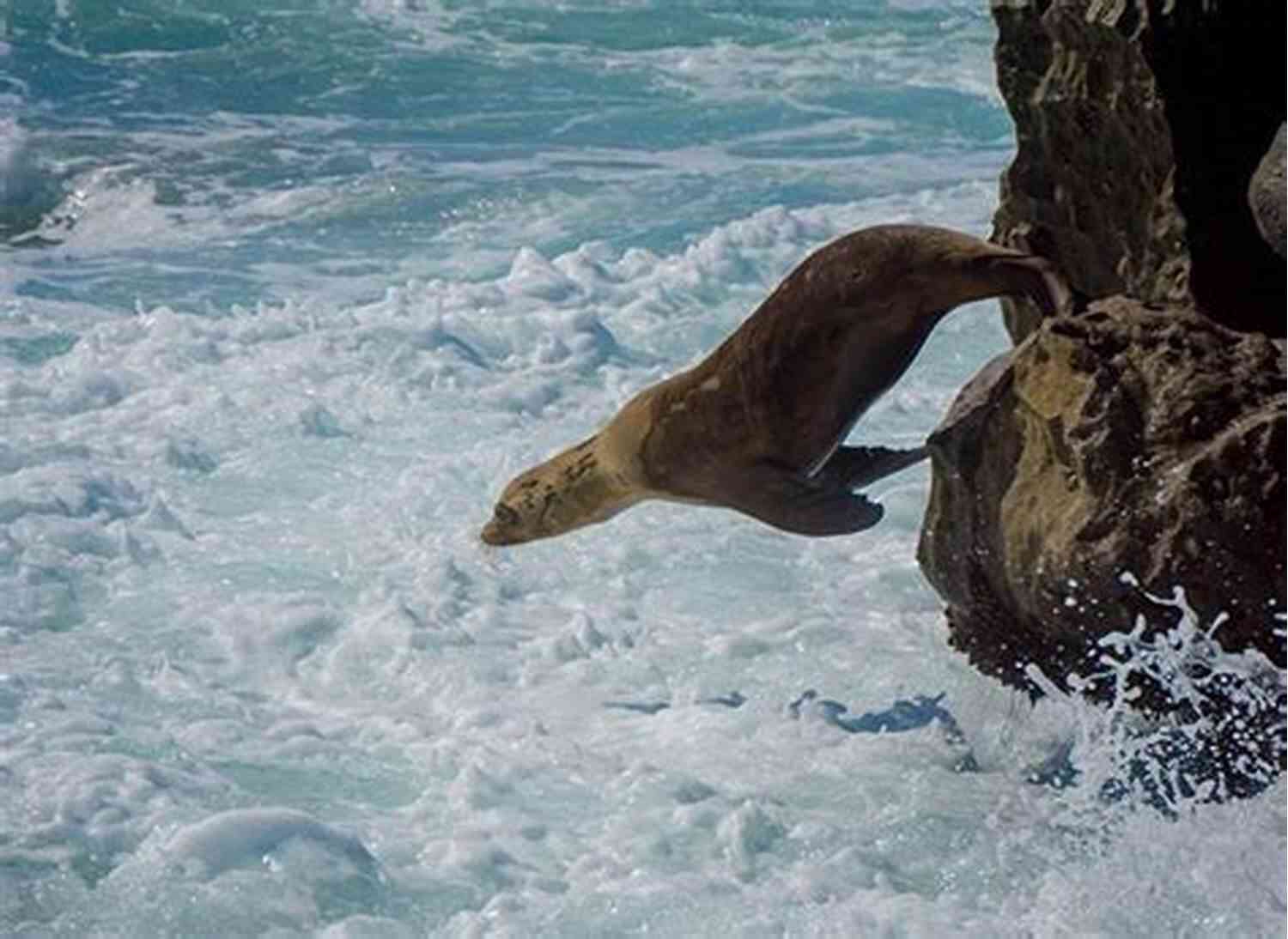 Lions Diving Into Water Lions In The Water Jack J Wyatt