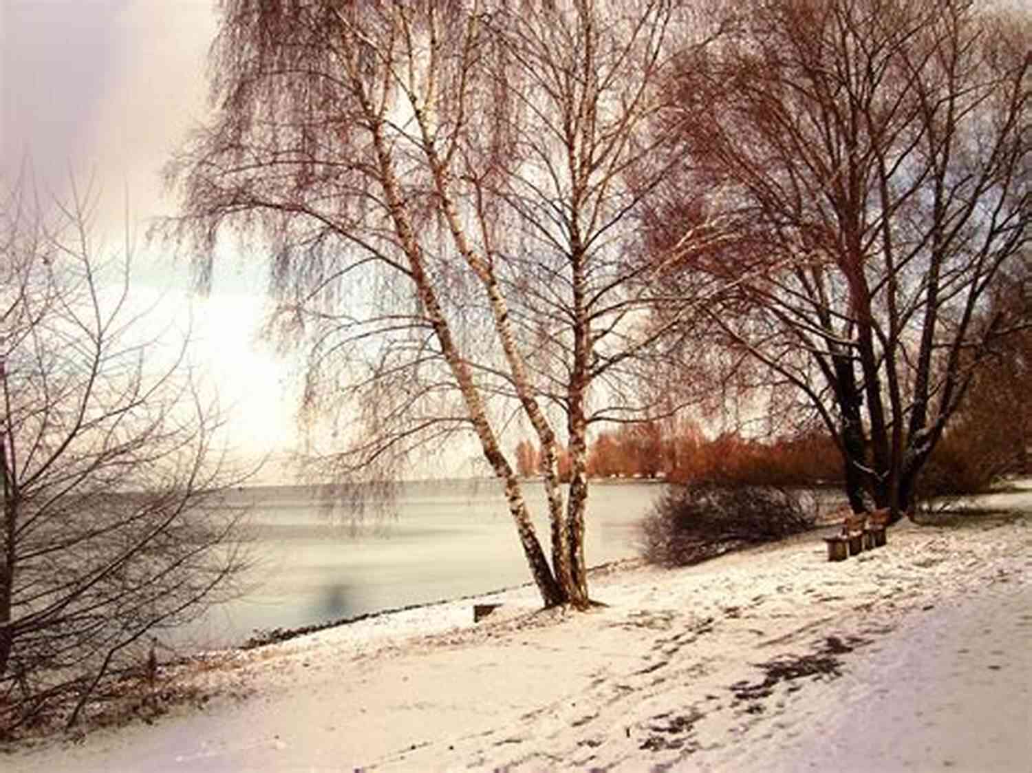 Morning Frost On Branches Peaceful Winter : Haiku Mike Bartlett