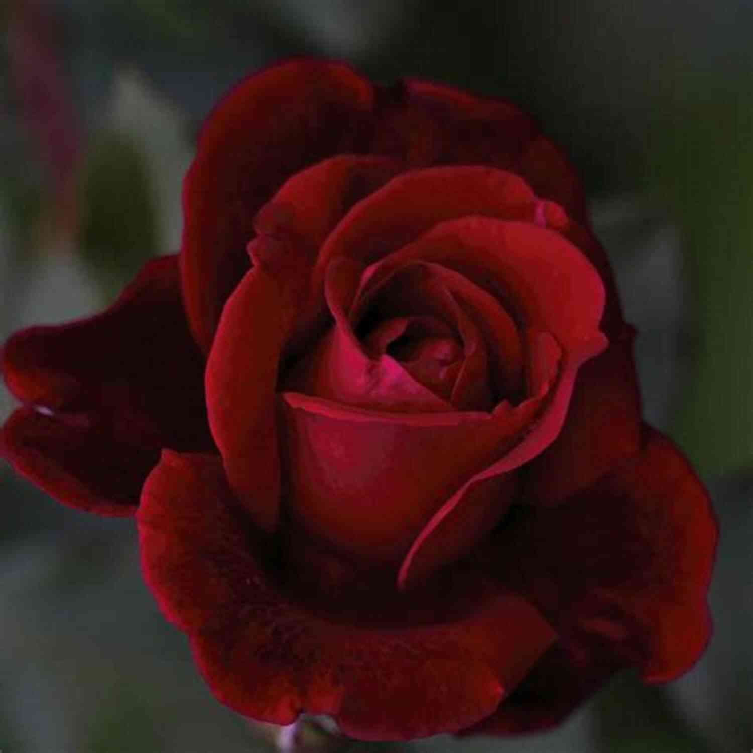 Mysterious Dark Red Rose With Hidden Secrets Death With A Dark Red Rose (A Writer S Apprentice Mystery 5)