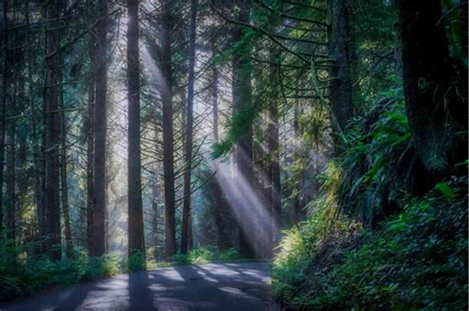 Mysterious Forest With Sunlight Streaming Through The Trees St Patrick Day : Haiku Antonio Mira De Amescua
