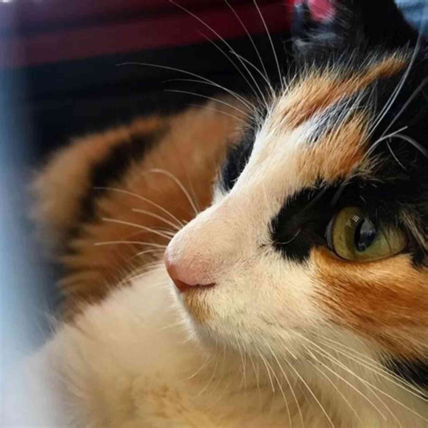 Pandora The Mysterious Calico Cat Ghostly Paws (Mystic Notch Cozy Mystery 1)