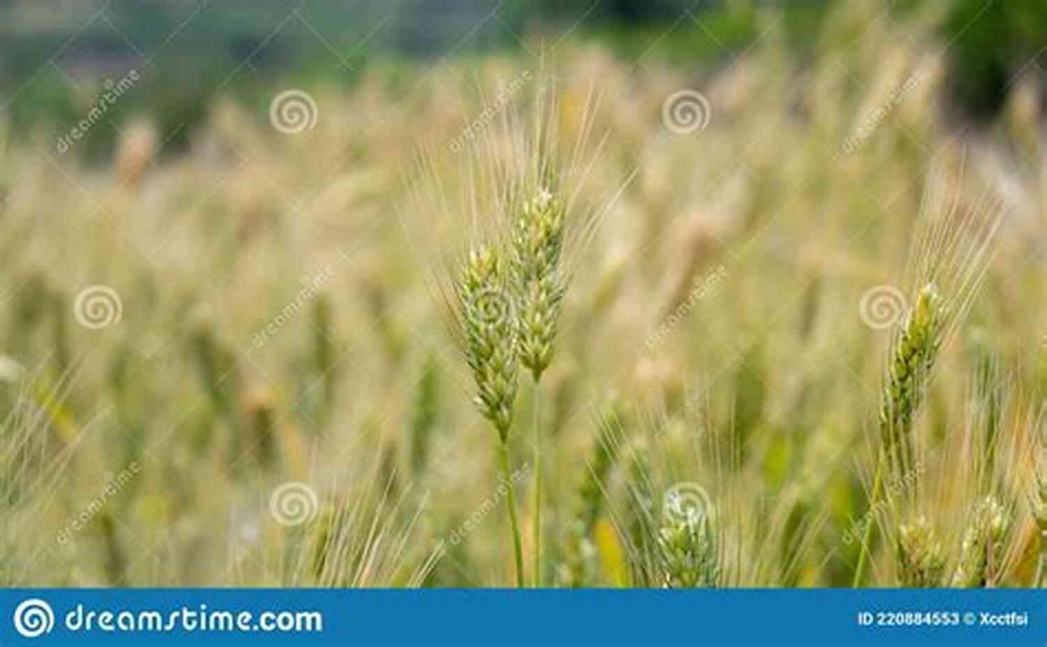 Person Standing In A Field, Symbolizing Hope And Healing Reclaiming Sanity: Hope And Healing For Trauma Stress And Overwhelming Life Events