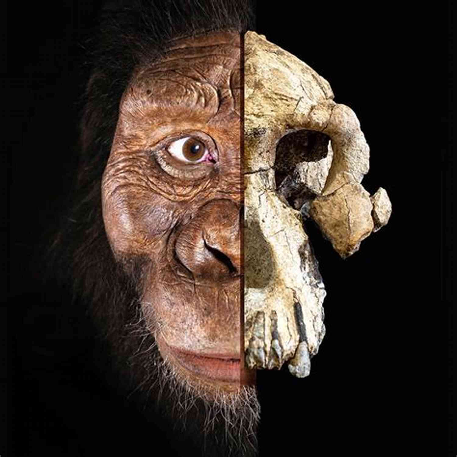 Prehistoric Early Humans The First Humans: A Brief Human History Timeline