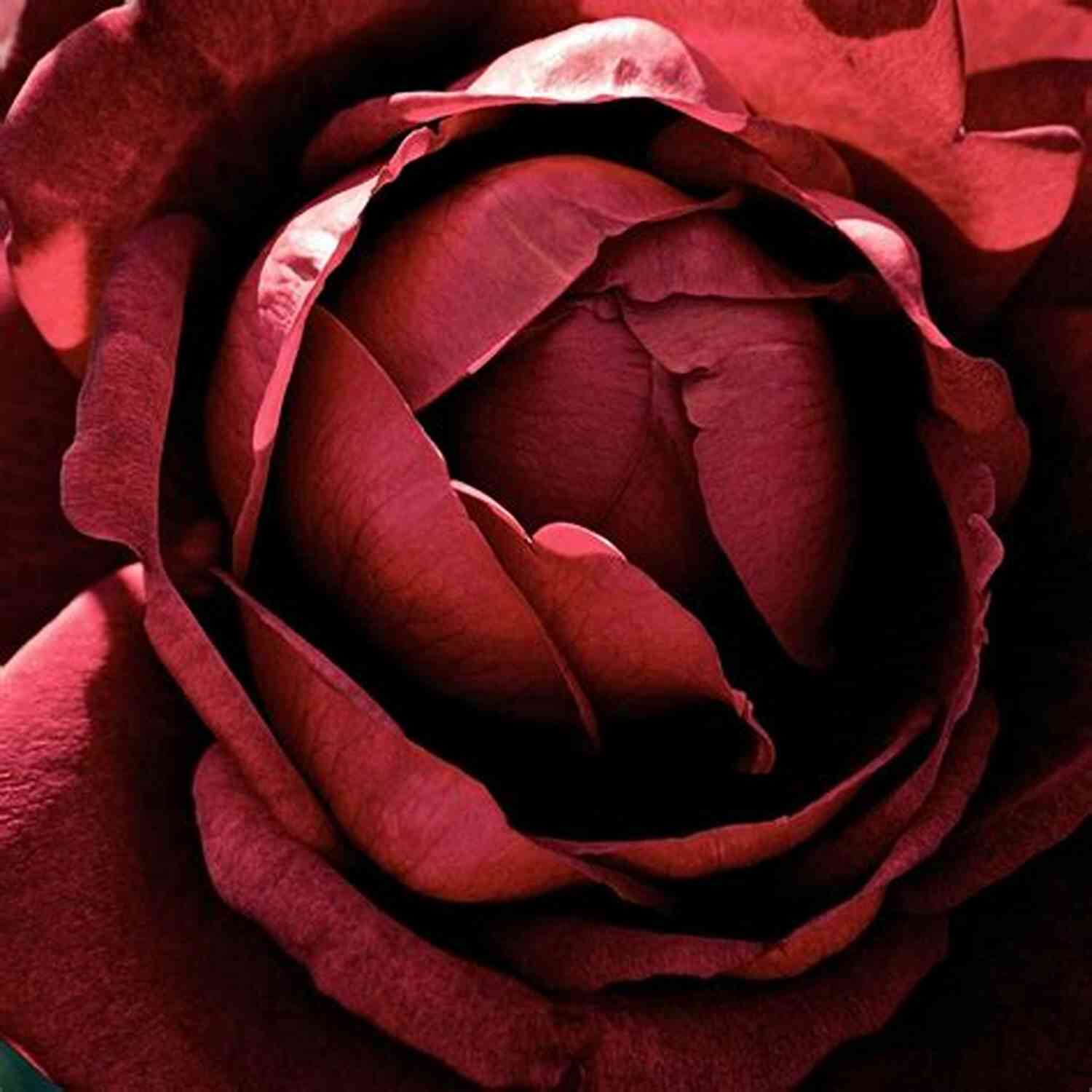 Sam's Mysterious Dark Red Rose Pen Death With A Dark Red Rose (A Writer S Apprentice Mystery 5)