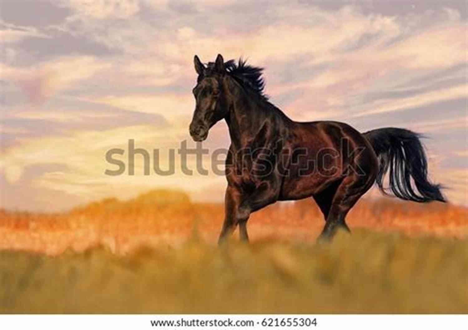 Storm, A Majestic Black Stallion, Galloping Freely In The Fields Of Ballyloch Stables Never Trust A Dealer: A Ballyloch Story (Tails From The Stables)