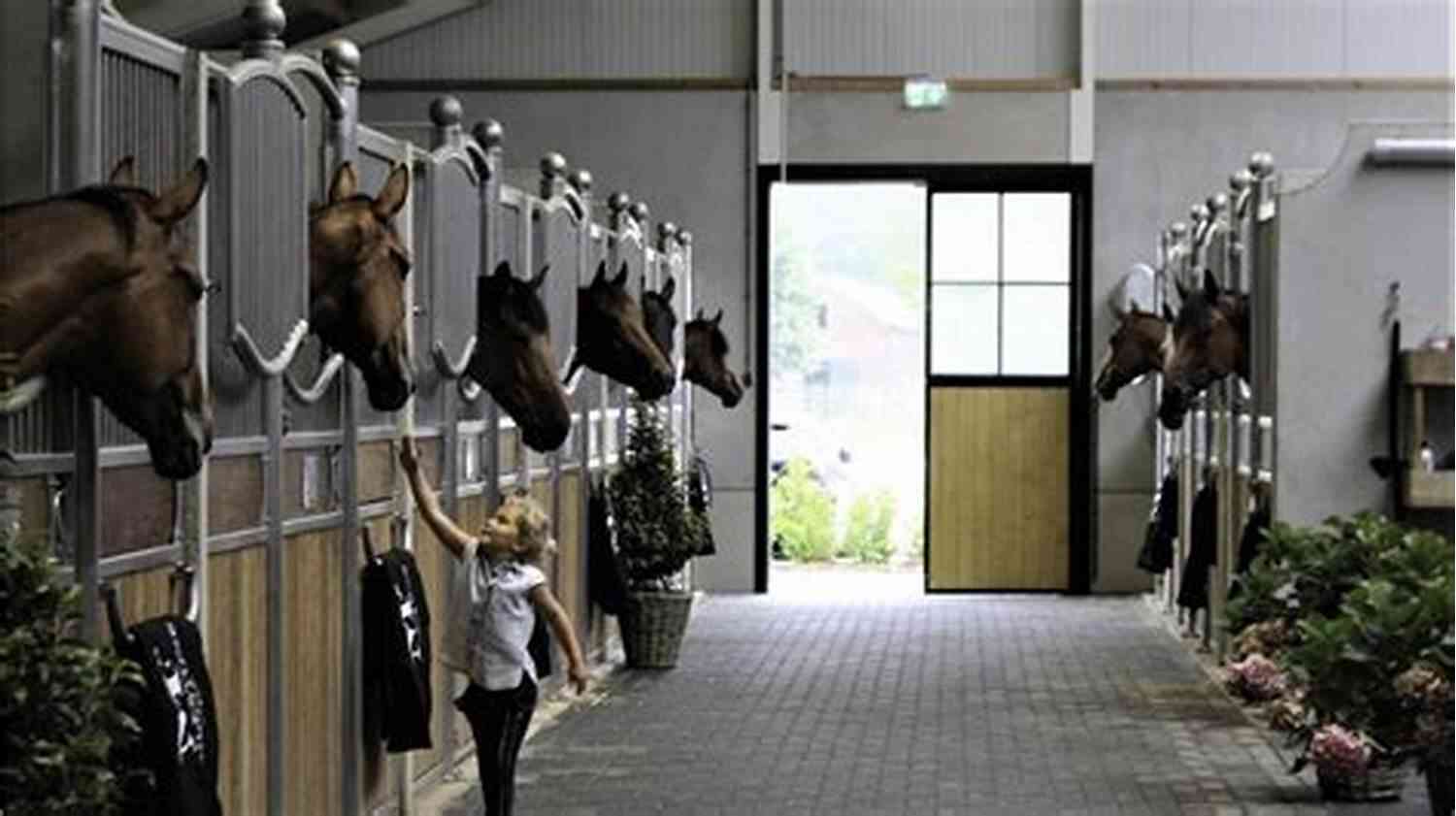 The Dedicated Team At Ballyloch Stables Working Together To Care For The Horses Never Trust A Dealer: A Ballyloch Story (Tails From The Stables)