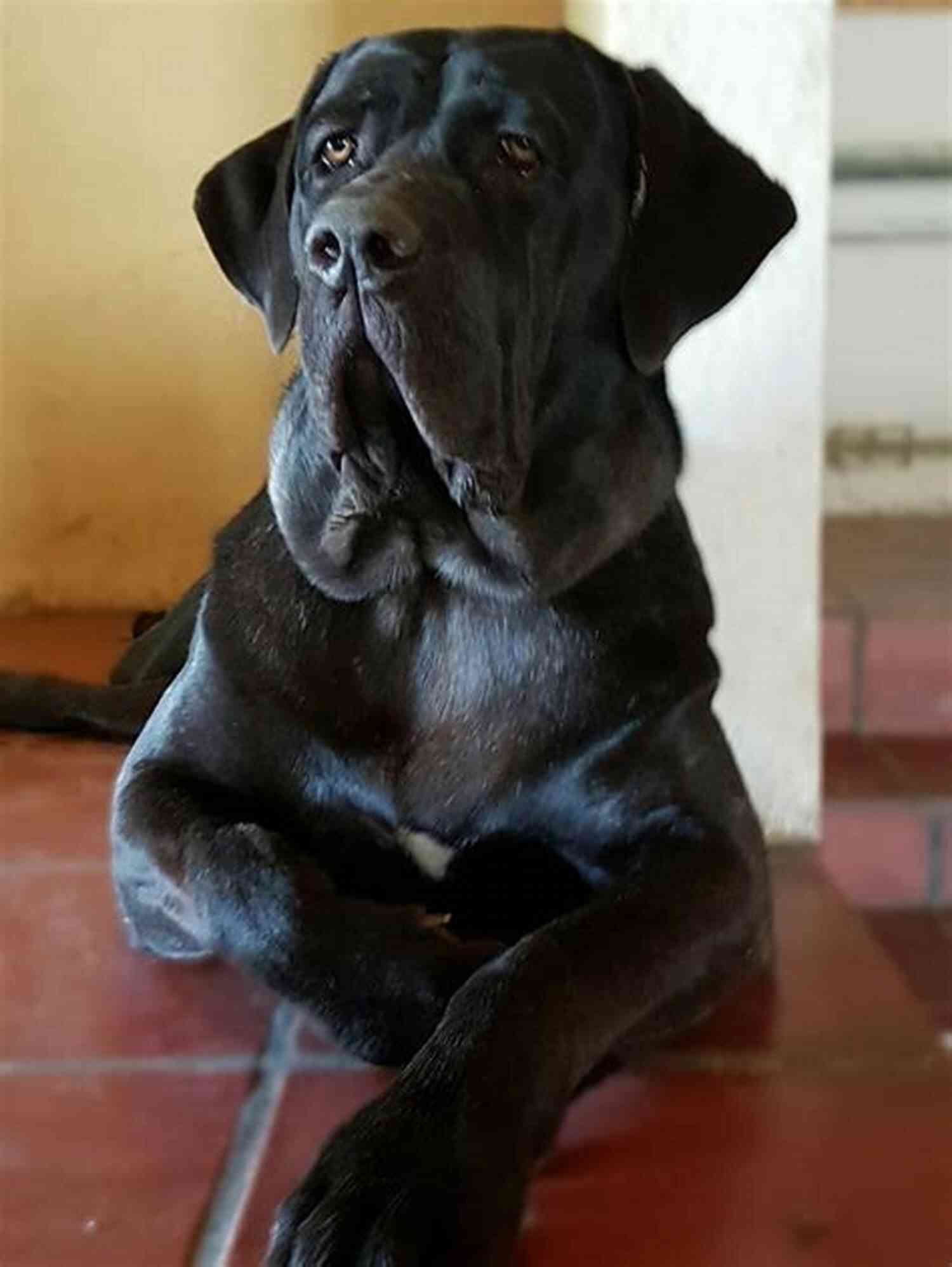 The Majestic Cane Corso Dog Cane Corso Dog Handbook : The Best Guide On Cane Corso Dog Care Feeding Behavior Enclosures Health Costs Myths Interaction And All Covered