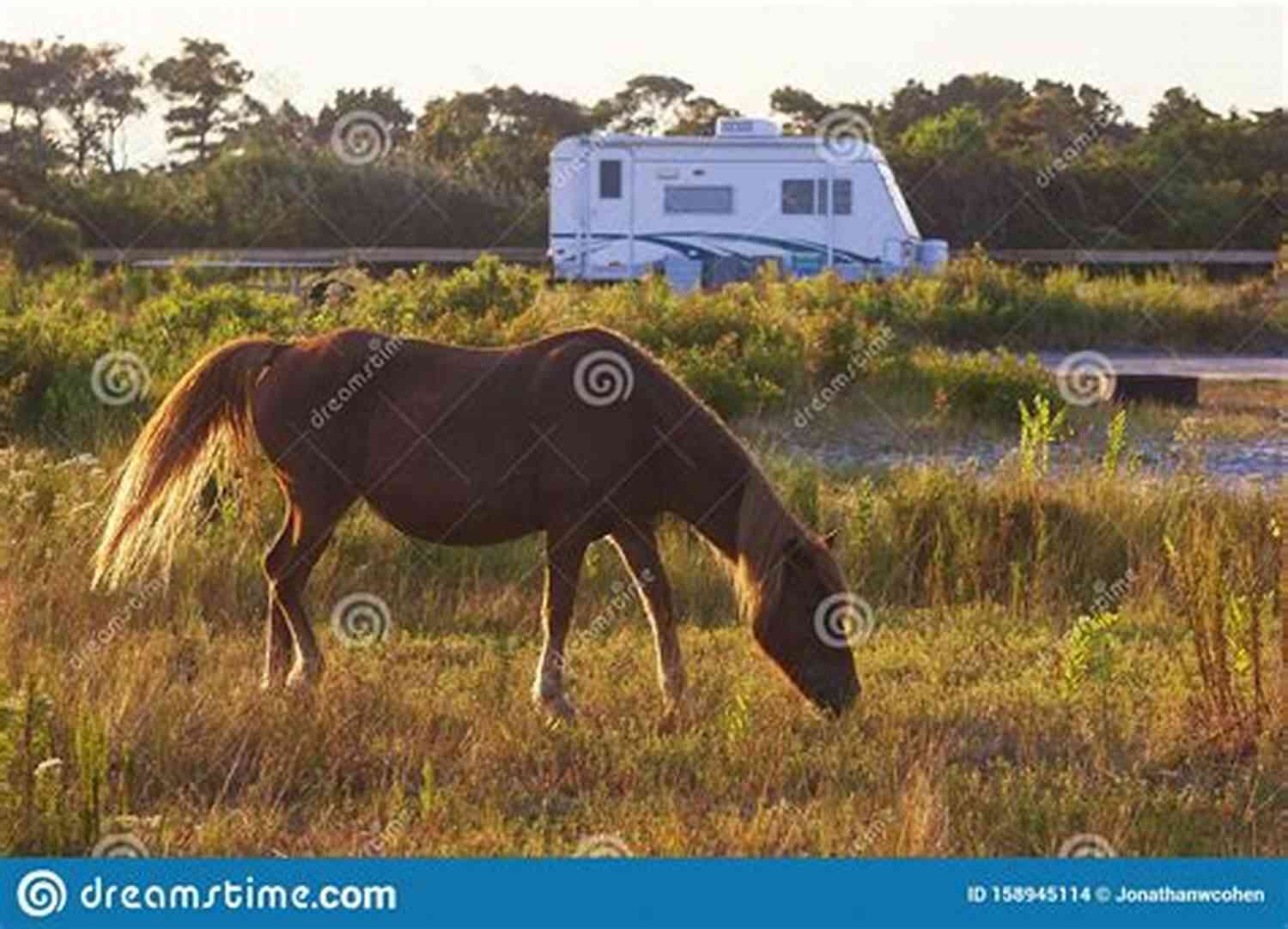 Wild Horses Roaming Freely In The Valley Of Horses The Valley Of Horses (with Bonus Content): Earth S Children Two